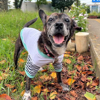 犬種はなに？甘ったれの甘ったれな女の子????????