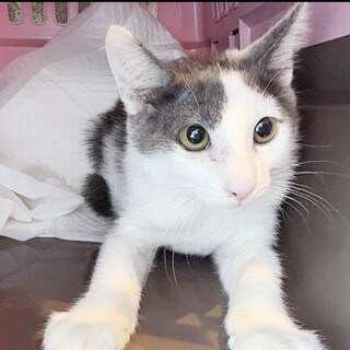 白グレーのハンサム・レオくん