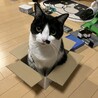 お茶子ちゃん