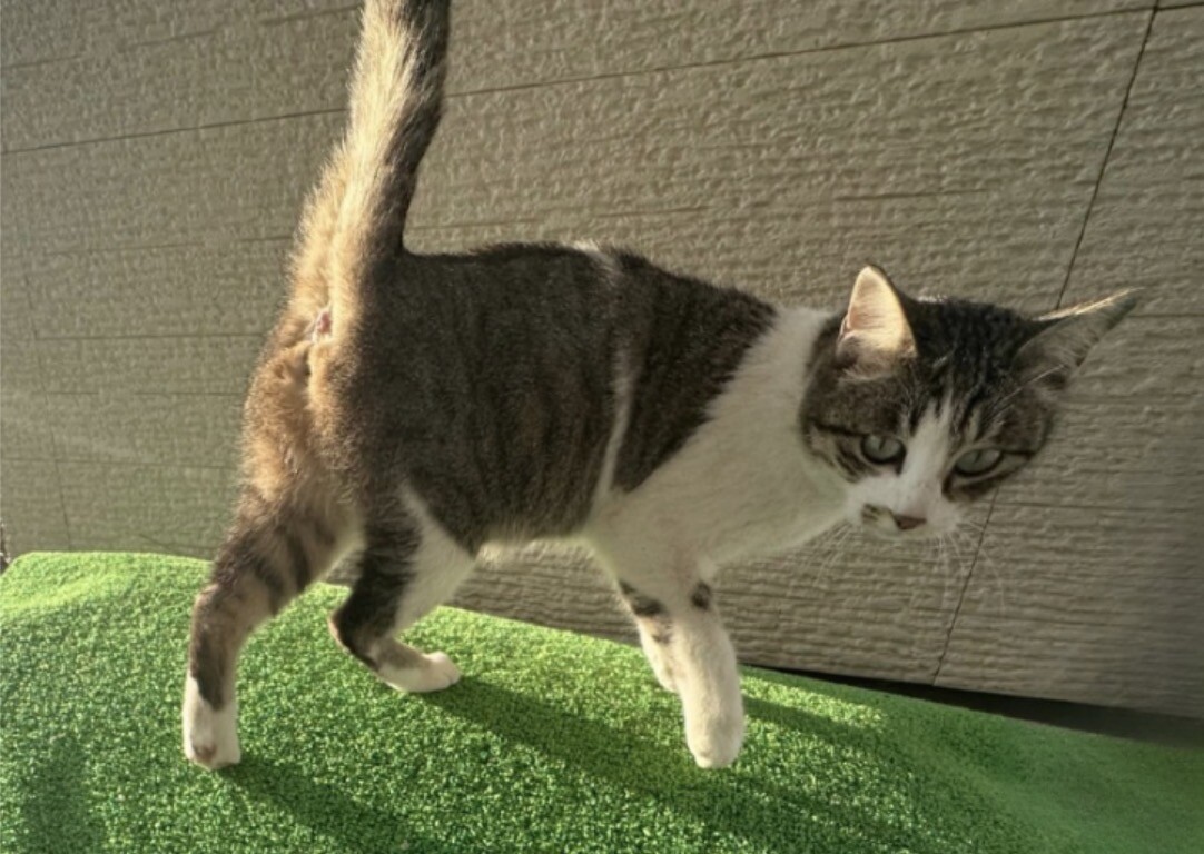 甘えんぼ♪瞳が綺麗✴︎しっぽ太短い✴︎お洒落可愛い サムネイル3