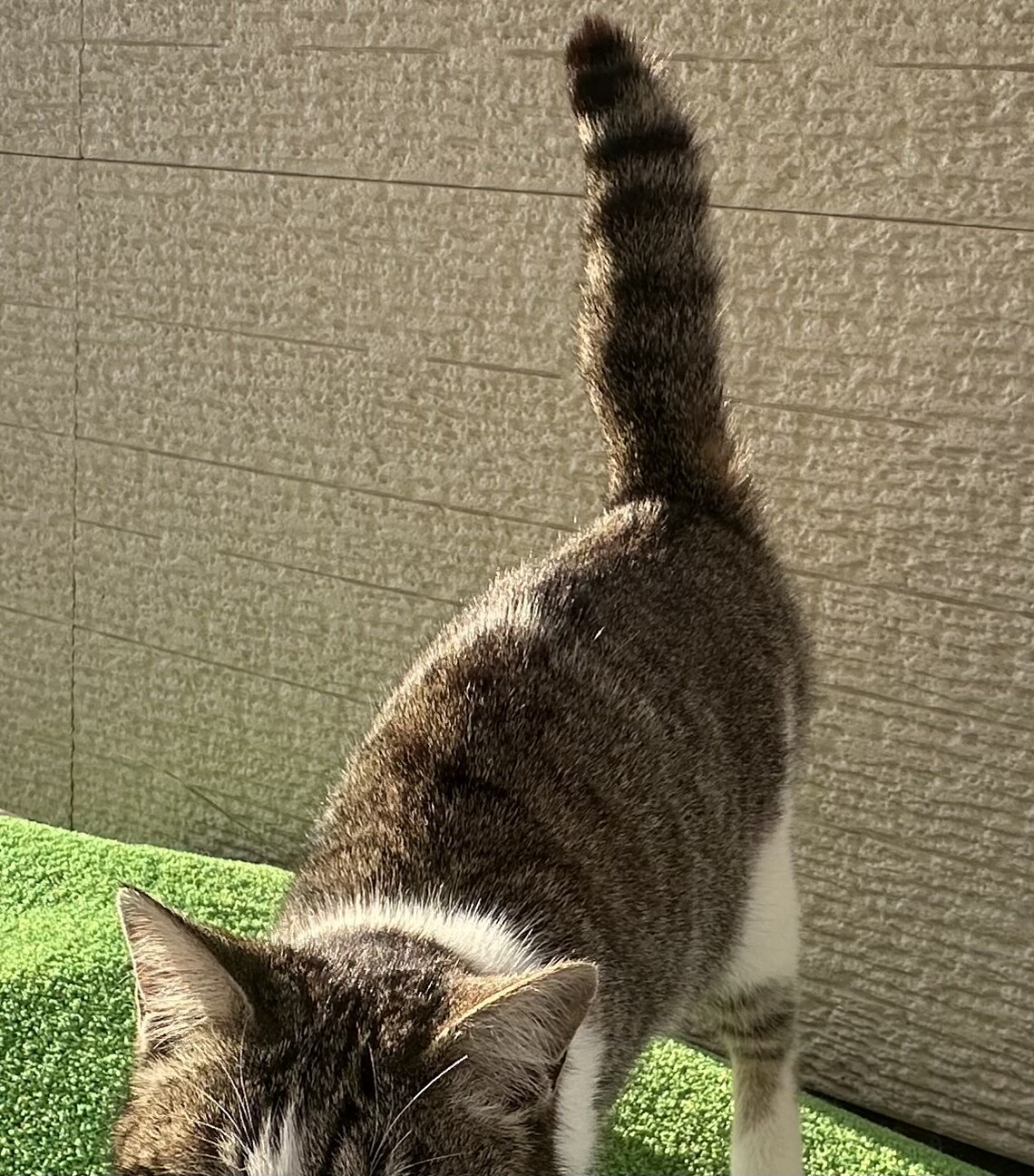 甘えんぼ♪瞳が綺麗✴︎しっぽ太短い✴︎お洒落可愛い サムネイル4