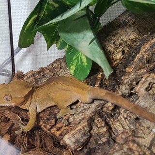 クレステッドゲッコー♂