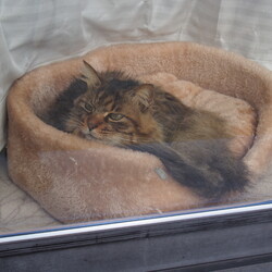 「お留守番できたかな？」サムネイル1