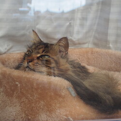 「お留守番できたかな？」サムネイル2