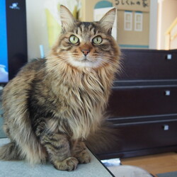 「お留守番できたかな？」サムネイル3