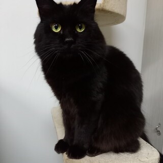 高齢の飼い主さんに飼育放棄されたラッフィー