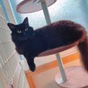 高齢の飼い主さんに飼育放棄されたラッフィー サムネイル2