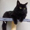 高齢の飼い主さんに飼育放棄されたラッフィー サムネイル3
