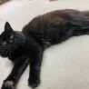 高齢の飼い主さんに飼育放棄されたラッフィー サムネイル4