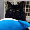 高齢の飼い主さんに飼育放棄されたラッフィー サムネイル5
