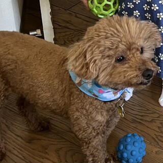 お散歩好きのトイプードル、11歳オス