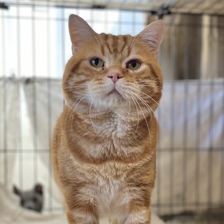 アメリカンショートヘアの男の子！