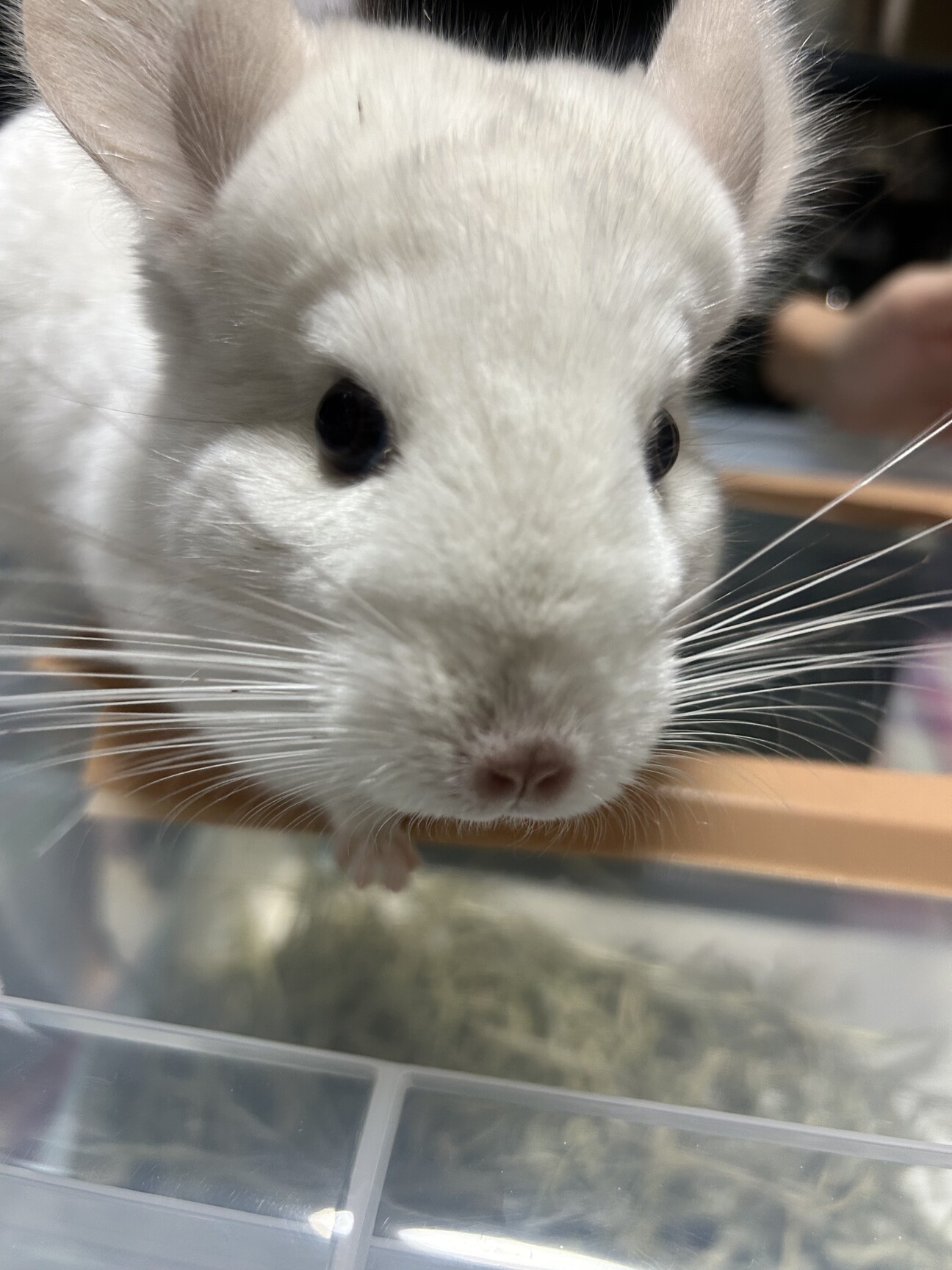 チンチラ ホワイト もこちゃん」福岡県 - 小動物の里親募集(536376