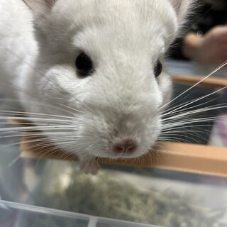 チンチラ ホワイト もこちゃん