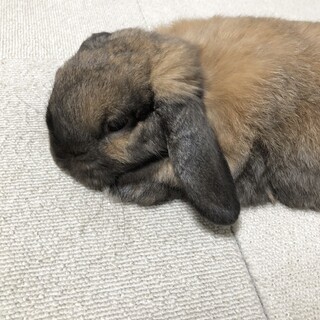 ホーランドロップ｜男の子