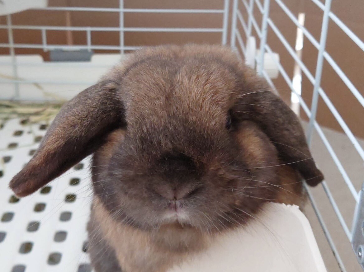 ホーランドロップ｜男の子 サムネイル2