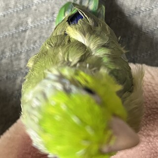 マメルリハ、里親募集中