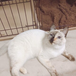 モネの池のような瞳と毛色のしろちゃん