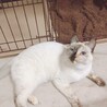 モネの池のような瞳と毛色のしろちゃん サムネイル1