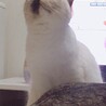 モネの池のような瞳と毛色のしろちゃん サムネイル3