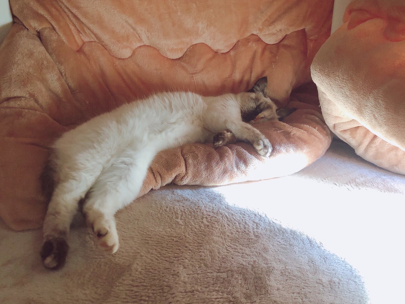 モネの池のような瞳と毛色のしろちゃん サムネイル5