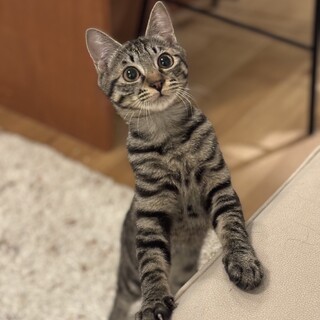 元気いっぱい！おめめまん丸のローソンちゃん