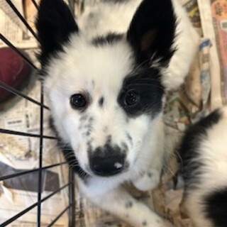 人慣れ◎あんこちゃん