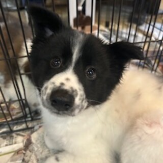 人慣れ◎どらくん