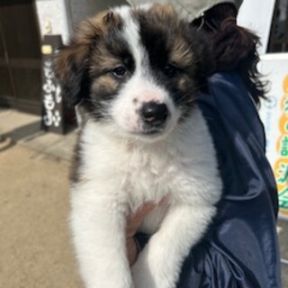 人慣れ◎しんくん