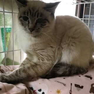 3姉妹 シャムトラ シャムmix ハチワレ