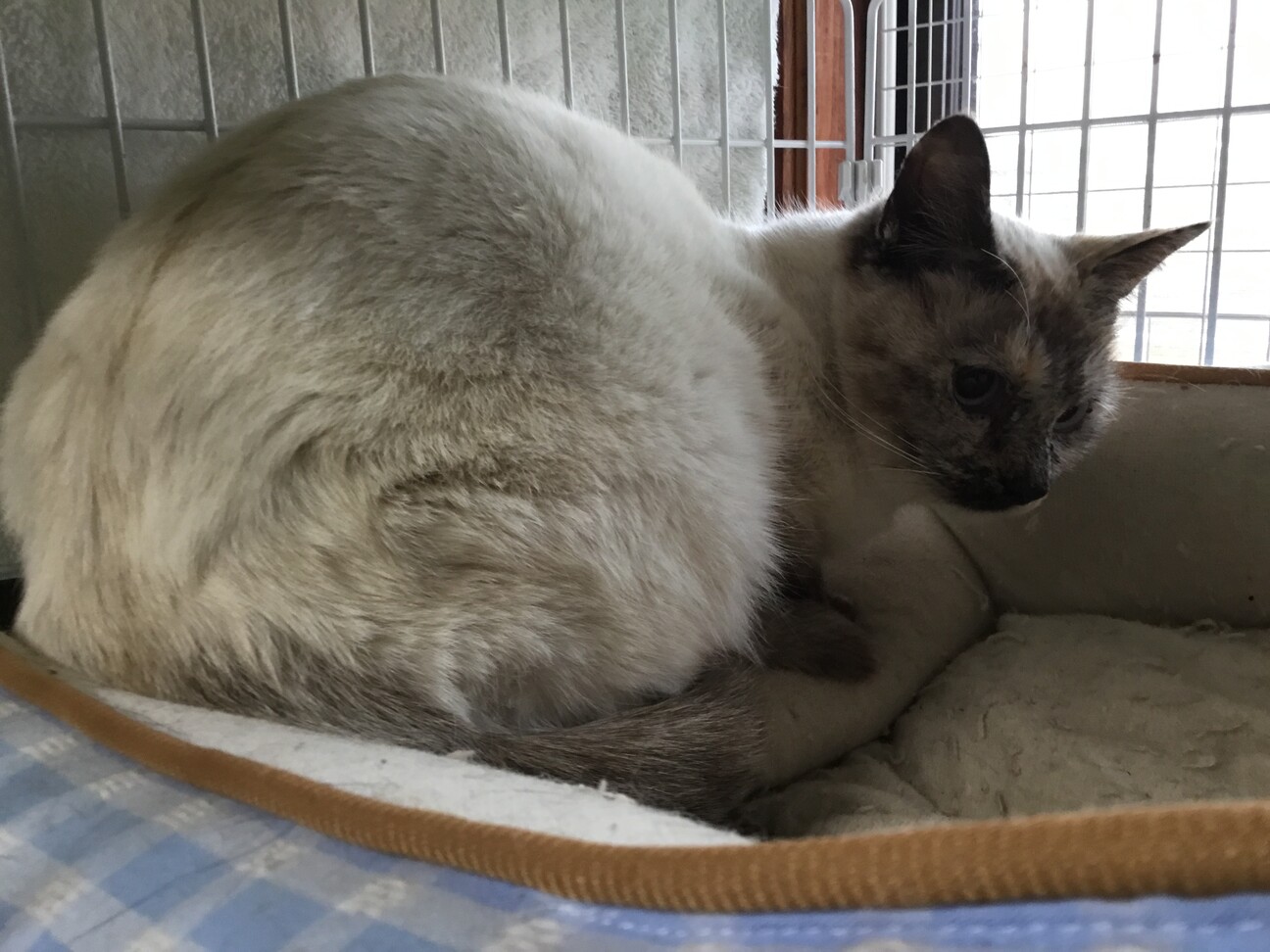 3姉妹 シャムトラ シャムmix ハチワレ サムネイル5