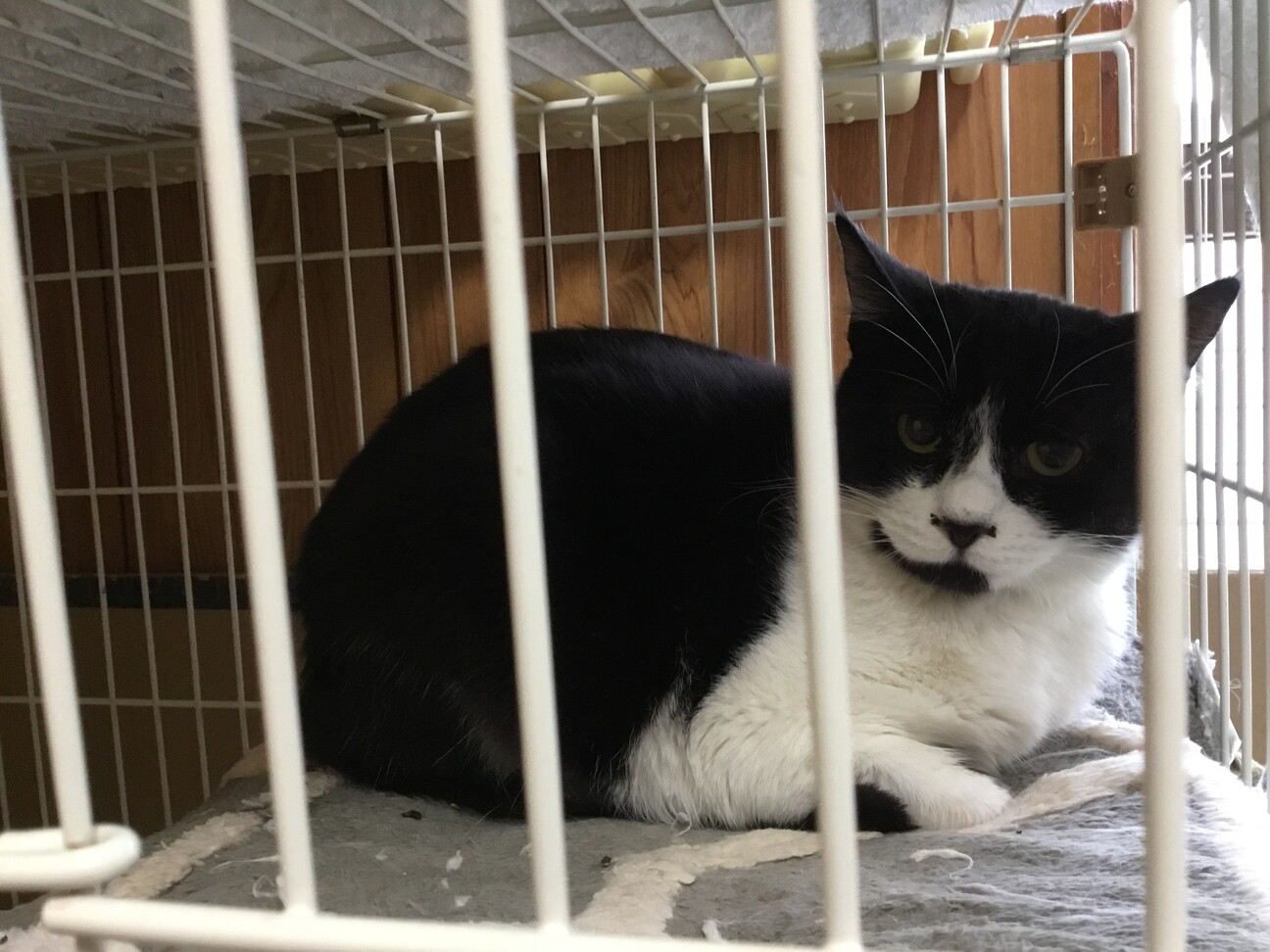 3姉妹 シャムトラ シャムmix ハチワレ サムネイル6