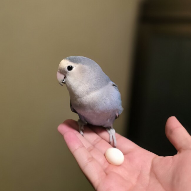 sharkchanのカバー写真