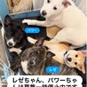 雑種の子犬兄妹、元気いっぱい人馴れしています♪ サムネイル5