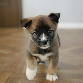 推定6週齢、優しいお顔の女の子、バニラちゃん。