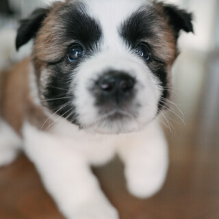 推定6週齢、セントバーナードの仔犬みたいなラテくん