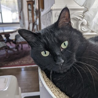 もこちゃんの里親さんを募集します。