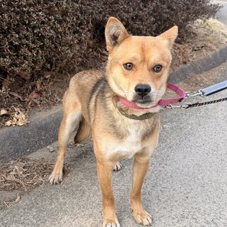 お散歩も上手な落ち着いた男のコ（1歳半）