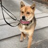 お散歩も上手な落ち着いた男のコ（1歳半） サムネイル5