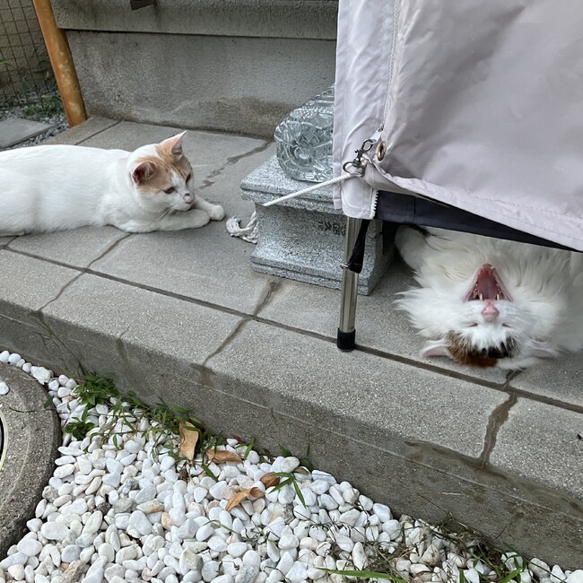 チャンシンのカバー写真