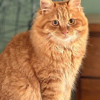 元気いっぱいの甘えん坊　アーモンド