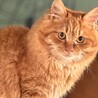 元気いっぱいの甘えん坊　アーモンド サムネイル2