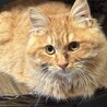 元気いっぱいの甘えん坊　アーモンド サムネイル3