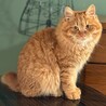 元気いっぱいの甘えん坊　アーモンド サムネイル4