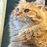 元気いっぱいの甘えん坊　アーモンド サムネイル6