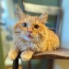 元気いっぱいの甘えん坊　アーモンド サムネイル7