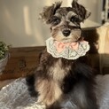 ミニチュアシュナウザー　僧帽弁閉鎖不全症　仔犬