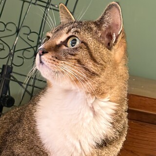 甘えん坊な女の子　バレット