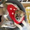 人が大好き甘えん坊のオス子犬 サムネイル2