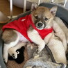 人が大好き甘えん坊のオス子犬 サムネイル3